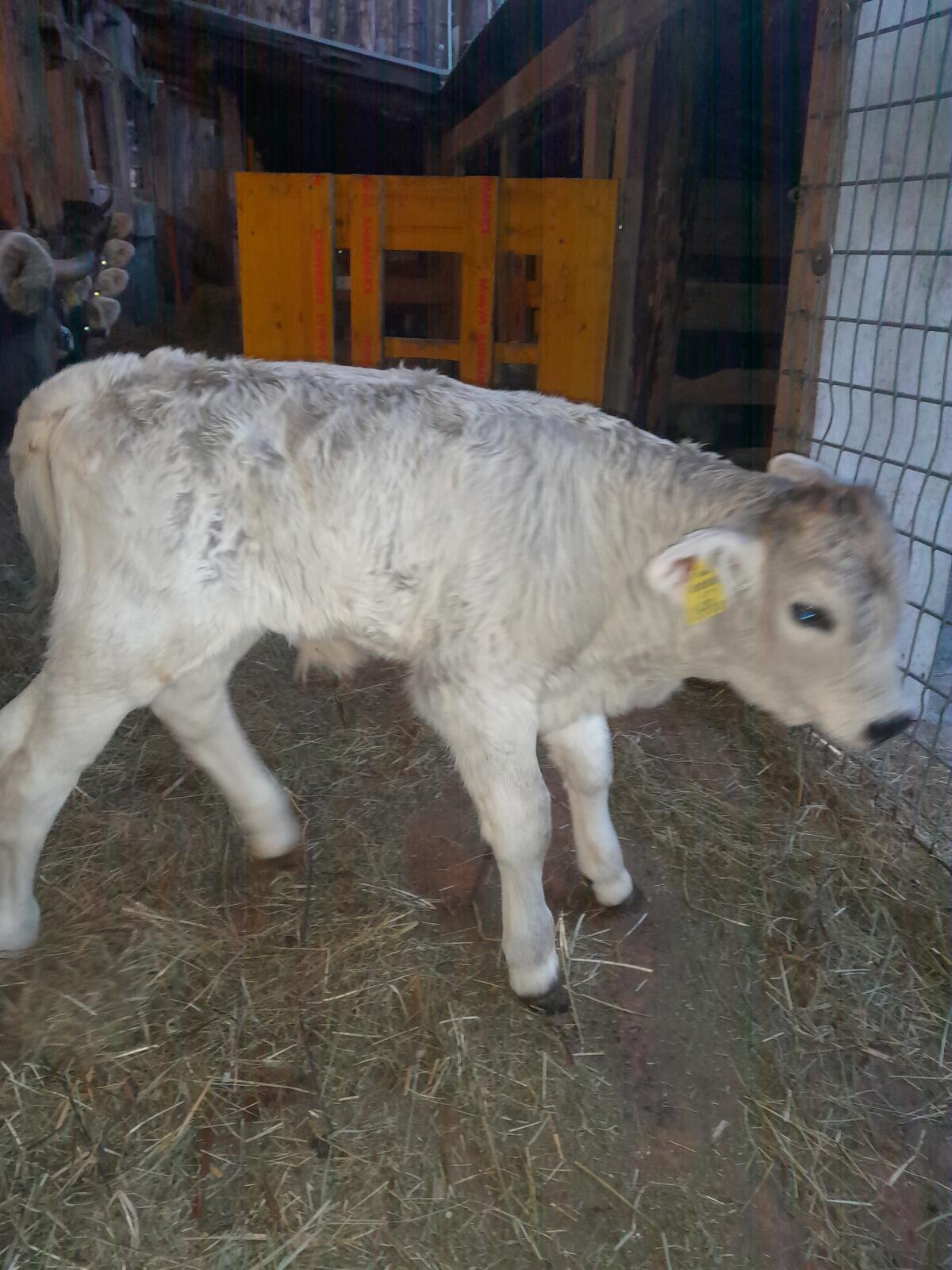 Original Braunvieh Stierkalb 1