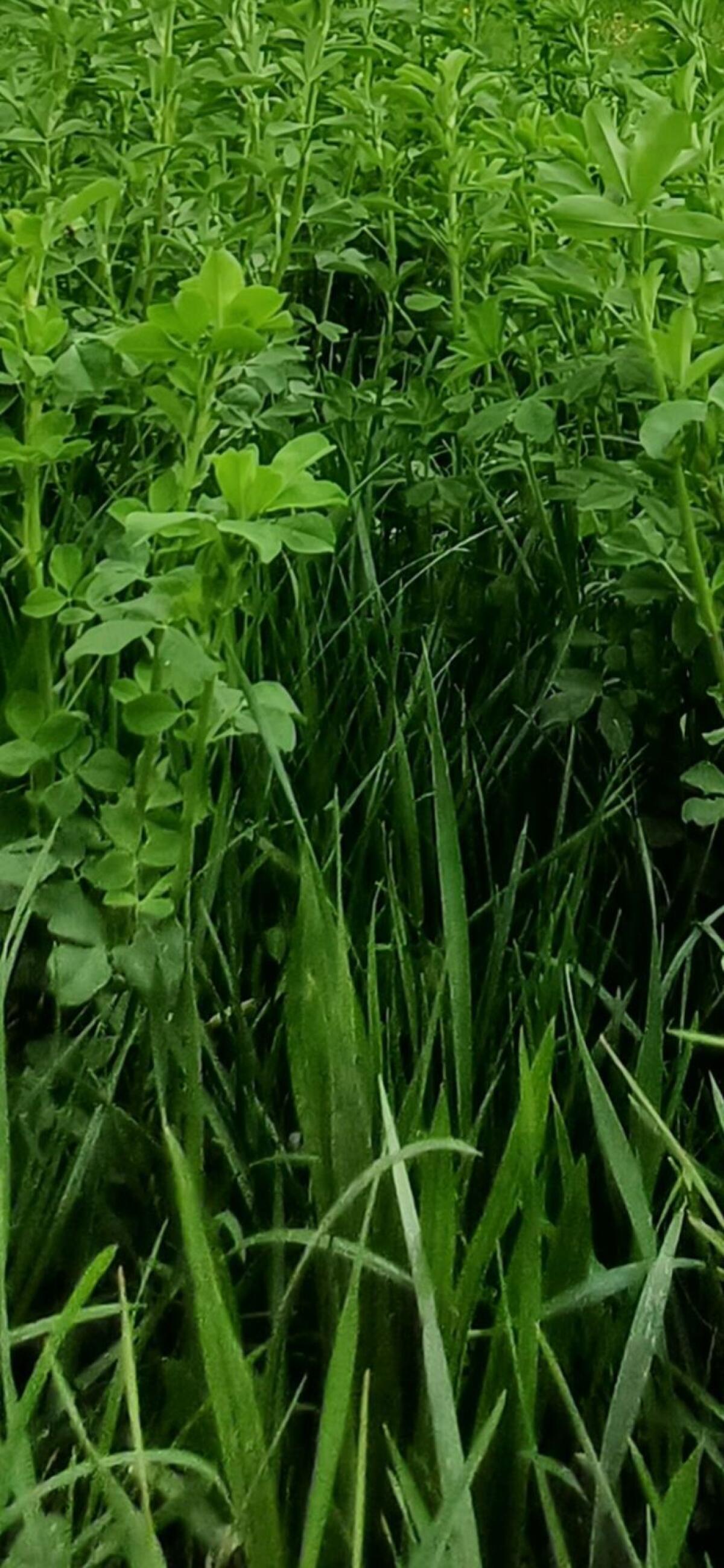 Suche Grünlandpachtflächen 1