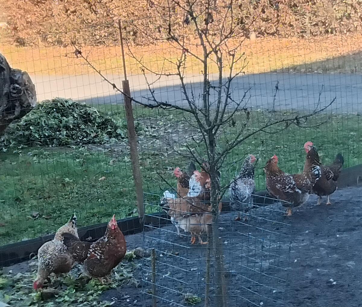 Schwedische Blumenhühner 1