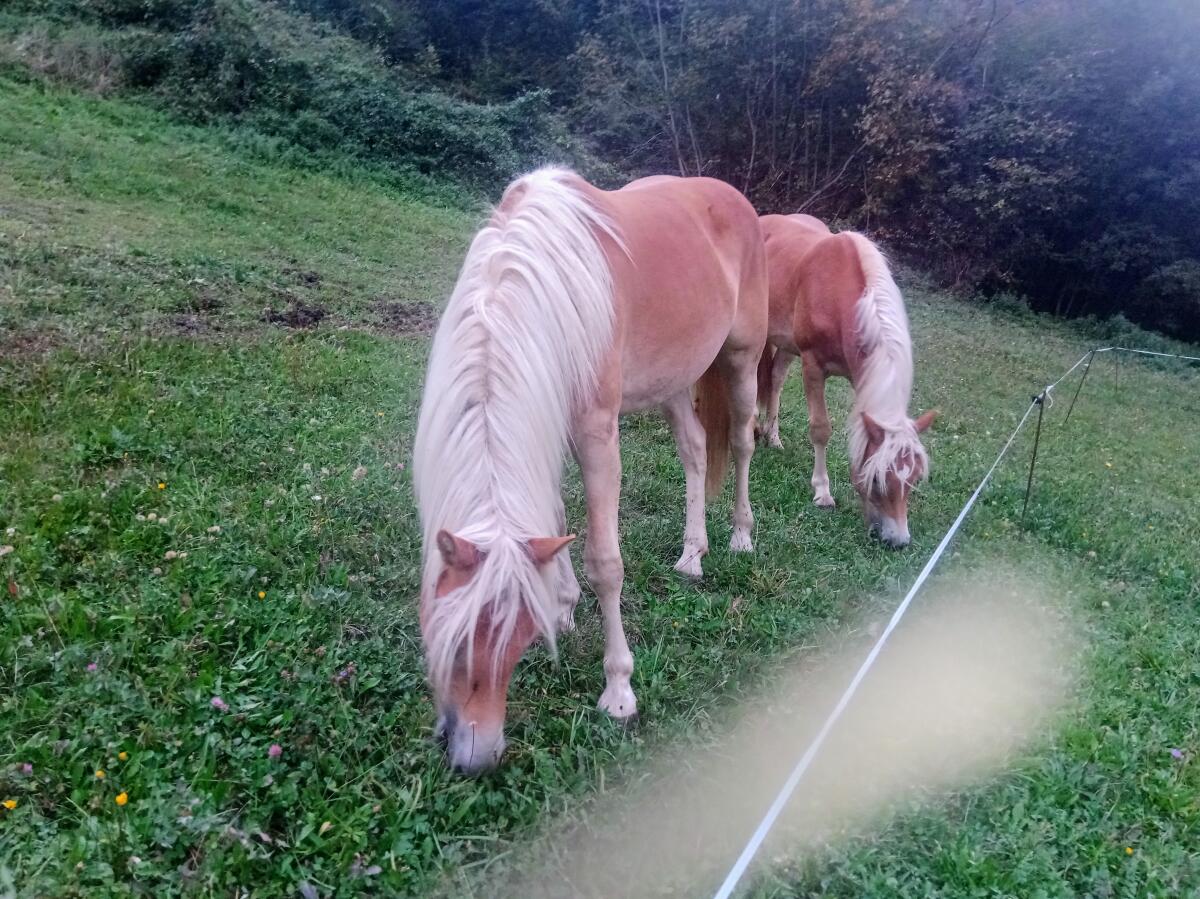 Haflinger Jungstute 2