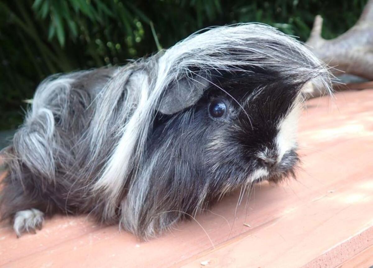 Vergebe erwachsene Meerschweinchen 1