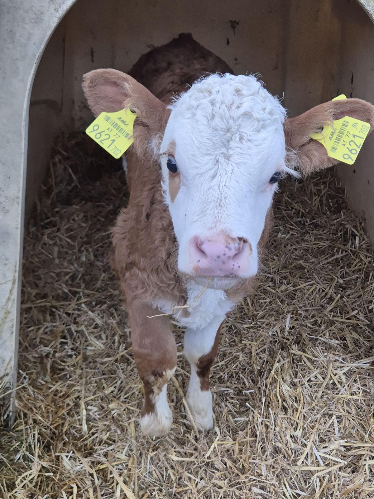 Bio Kälber weiblich 3