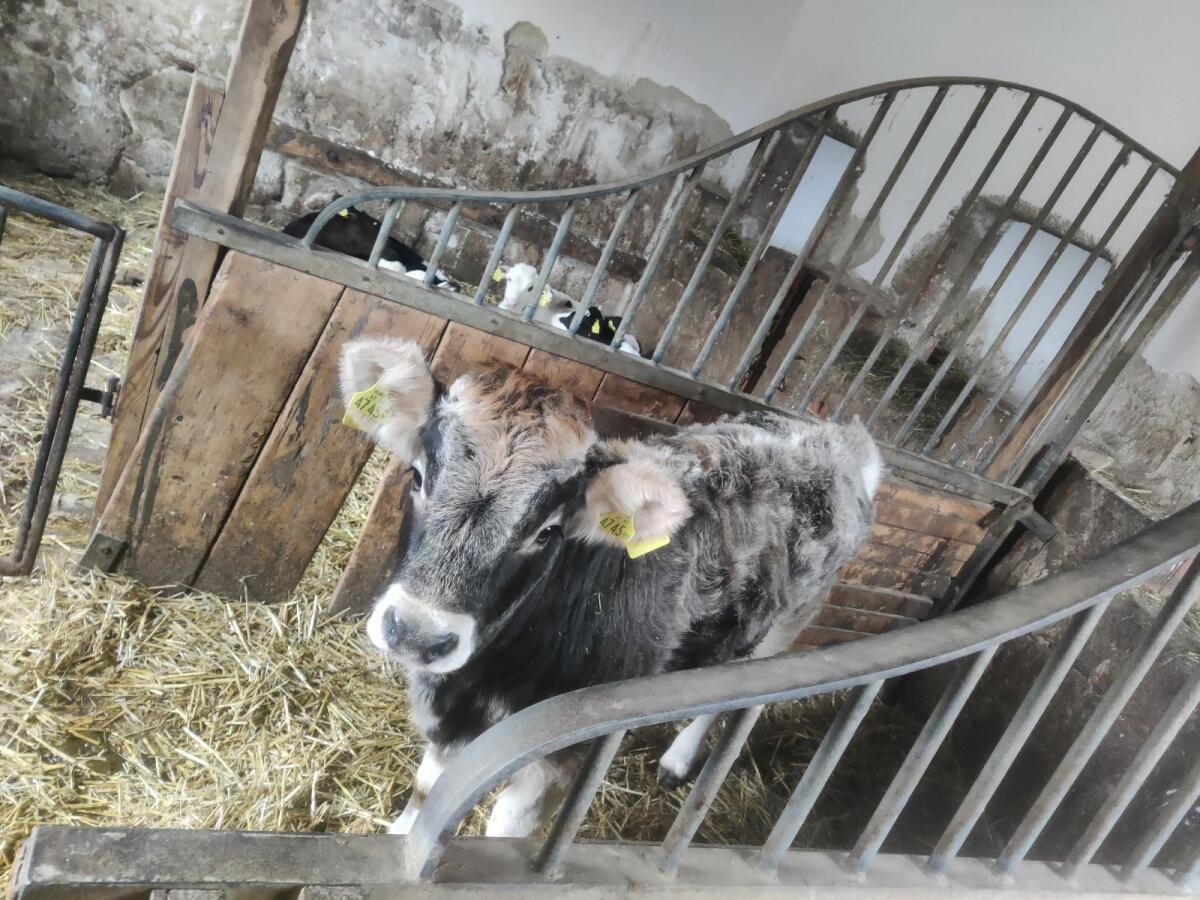 Tiroler Grauvieh Kalbinnen 1