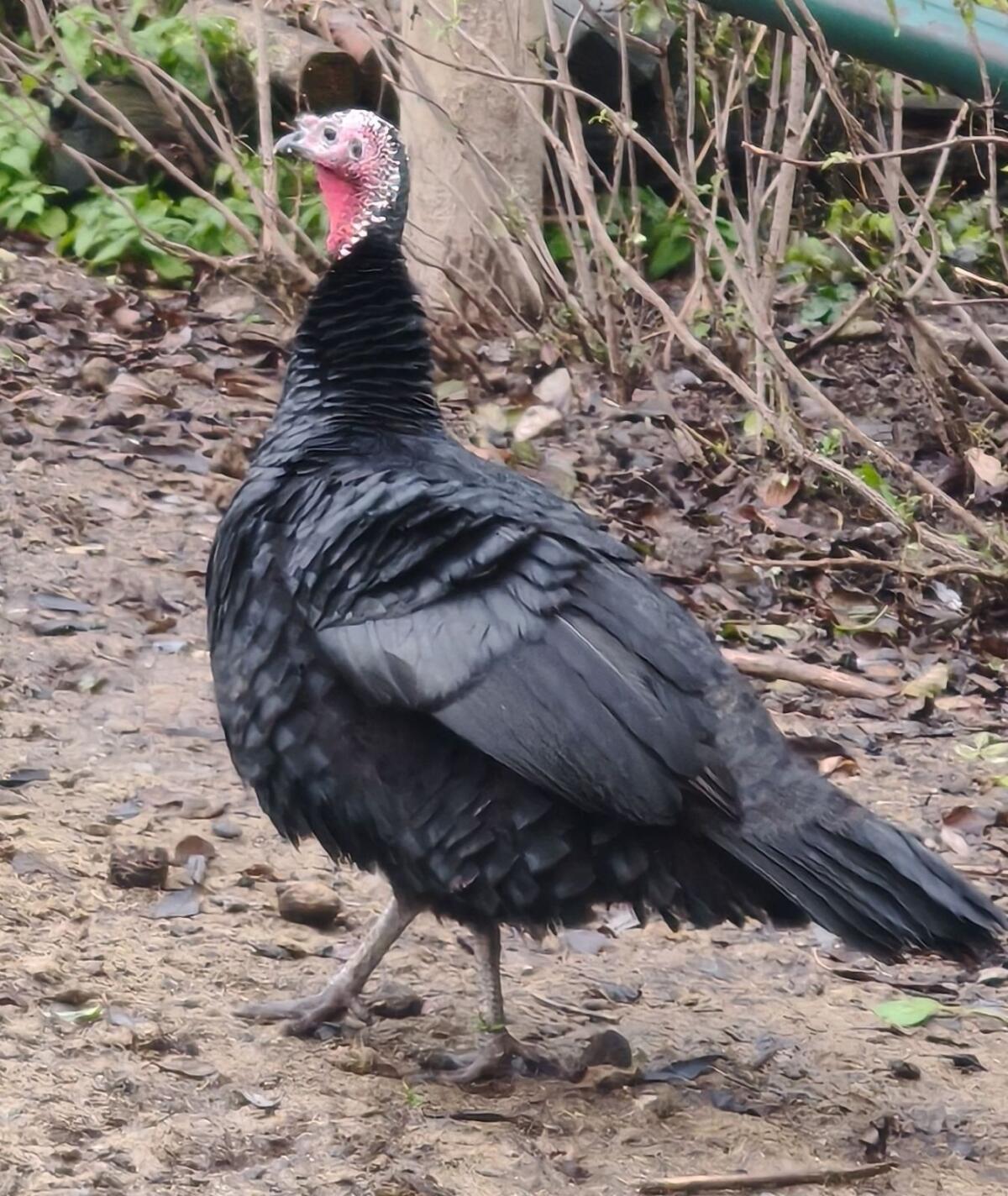 Bronzepute zutraulich 1