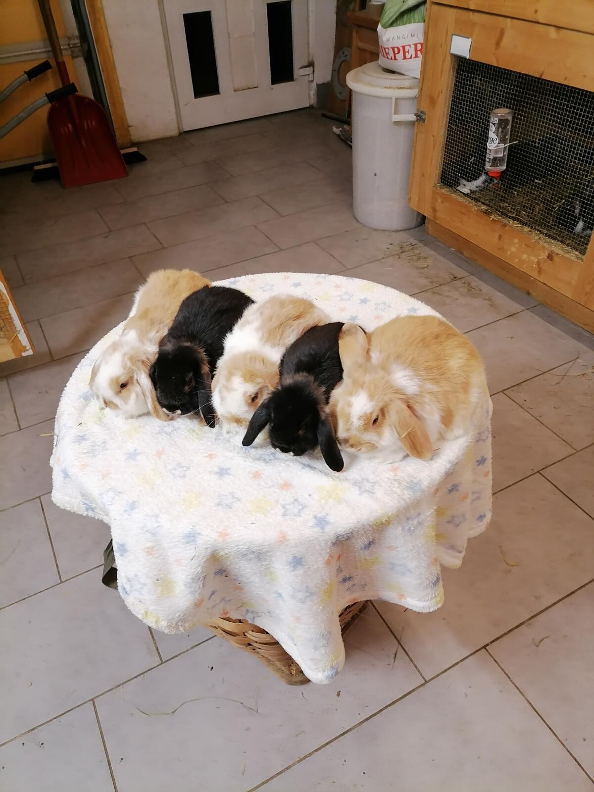 Minilop Zwergwidder Kaninchen 3