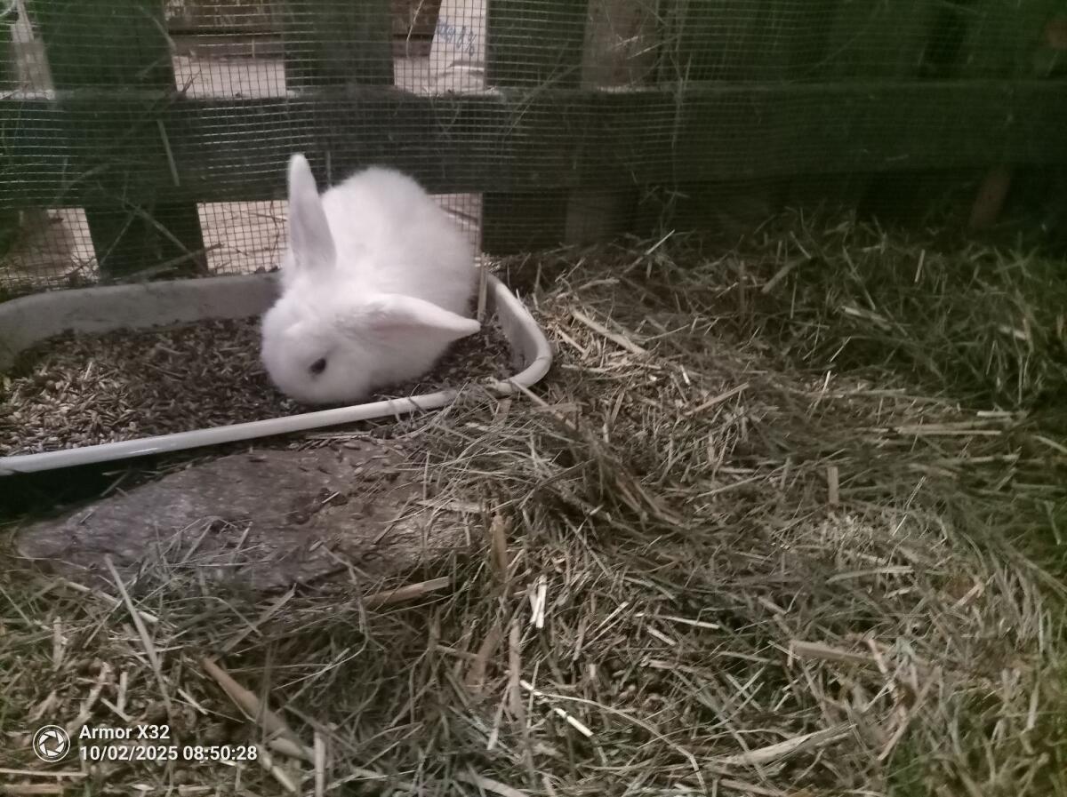 Zwergkaninchen 3