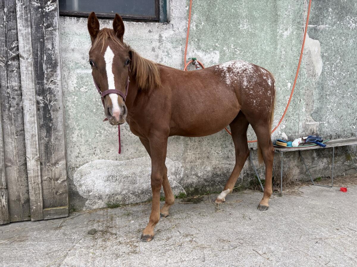 Appaloosa Quarter Mix Stute 3