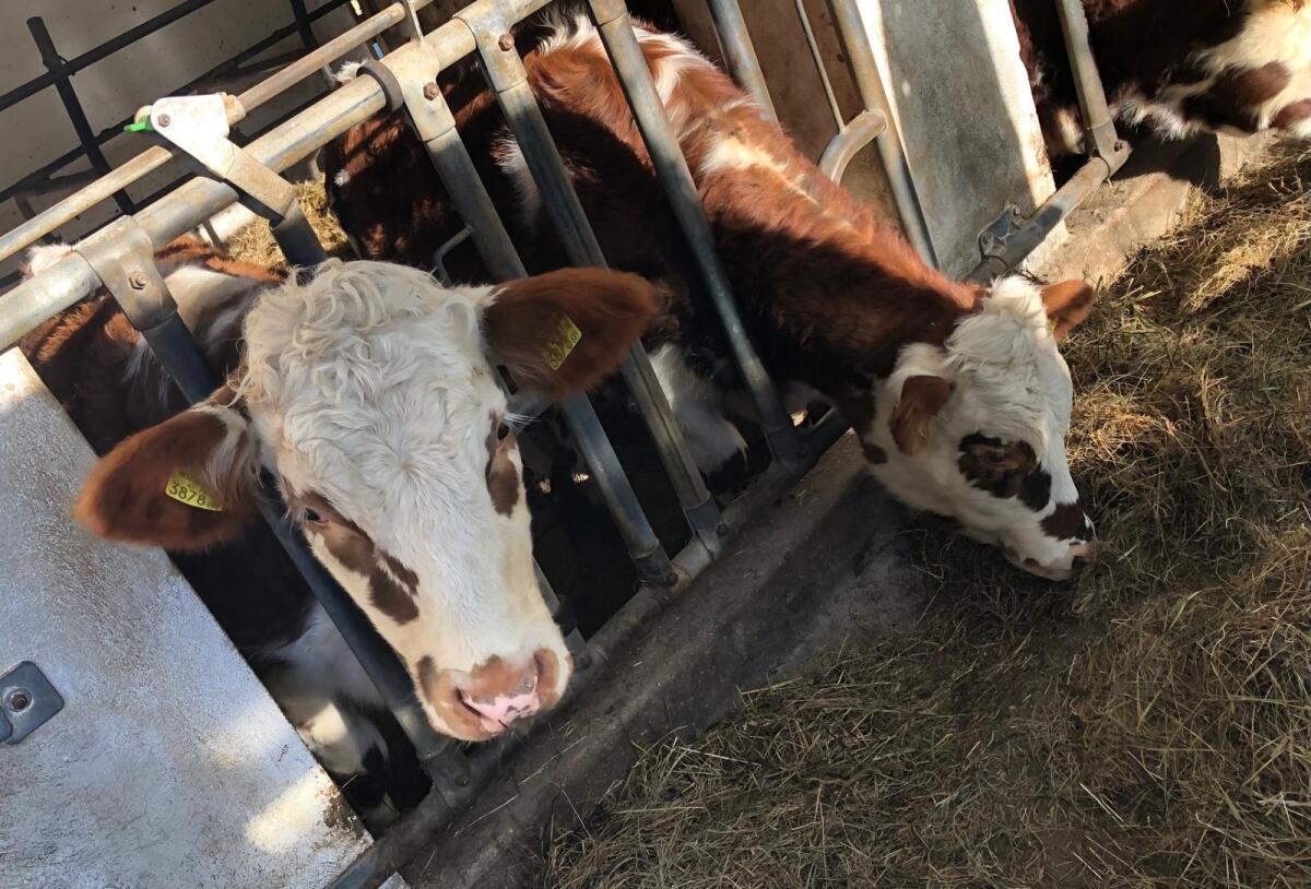 Normande Kalbinnen 2