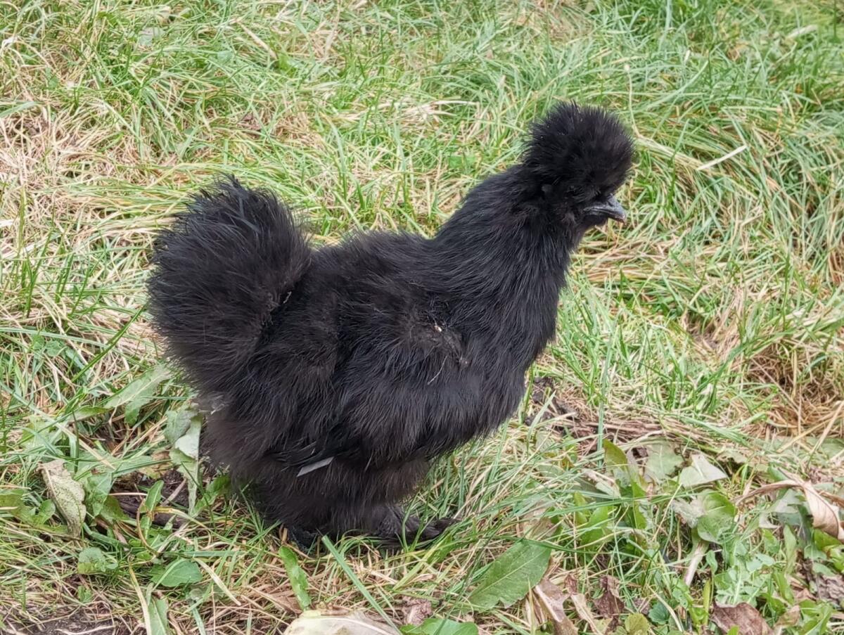 Seidenhühner Hennen 1