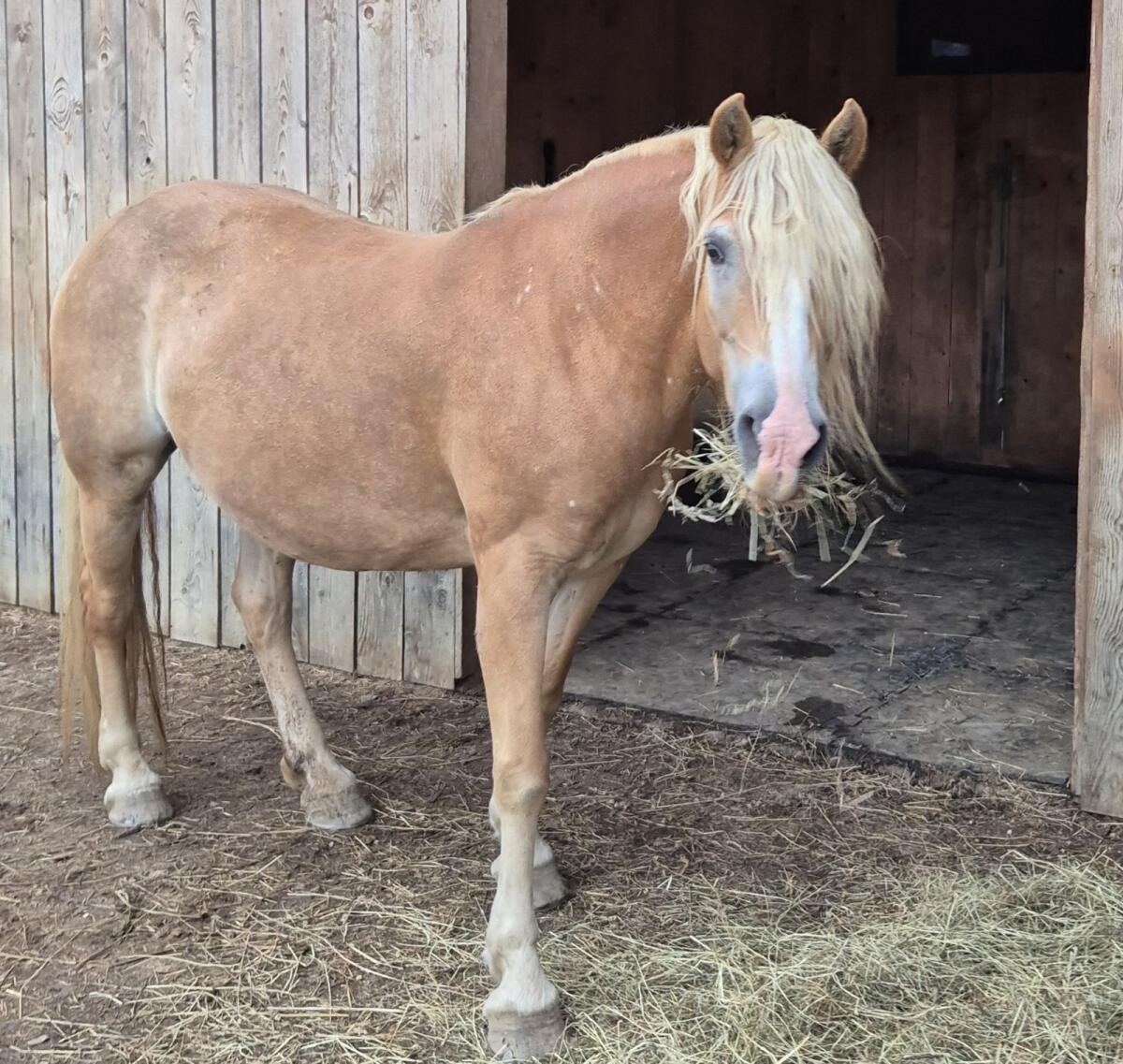 12-jährige Haflingerstute 1