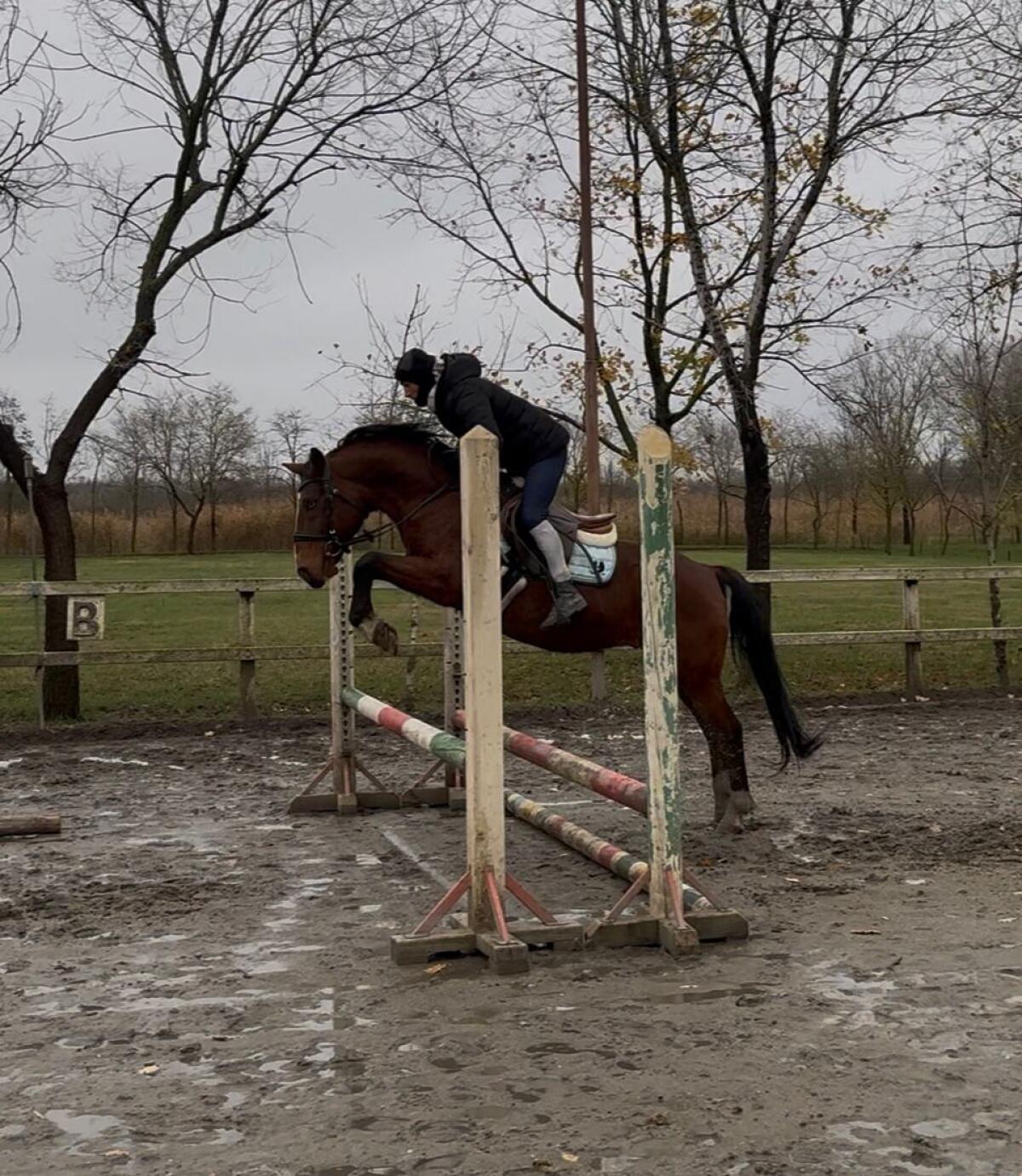 Toller Wallach, geritten und gefahren 1