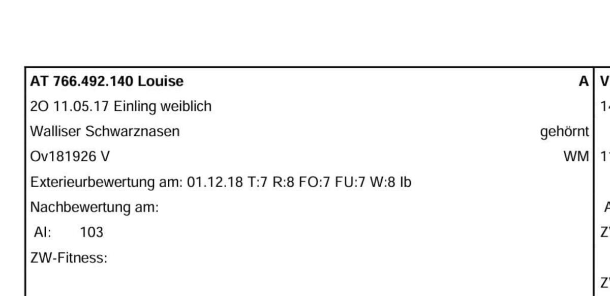 Walliserschwarznasen 2