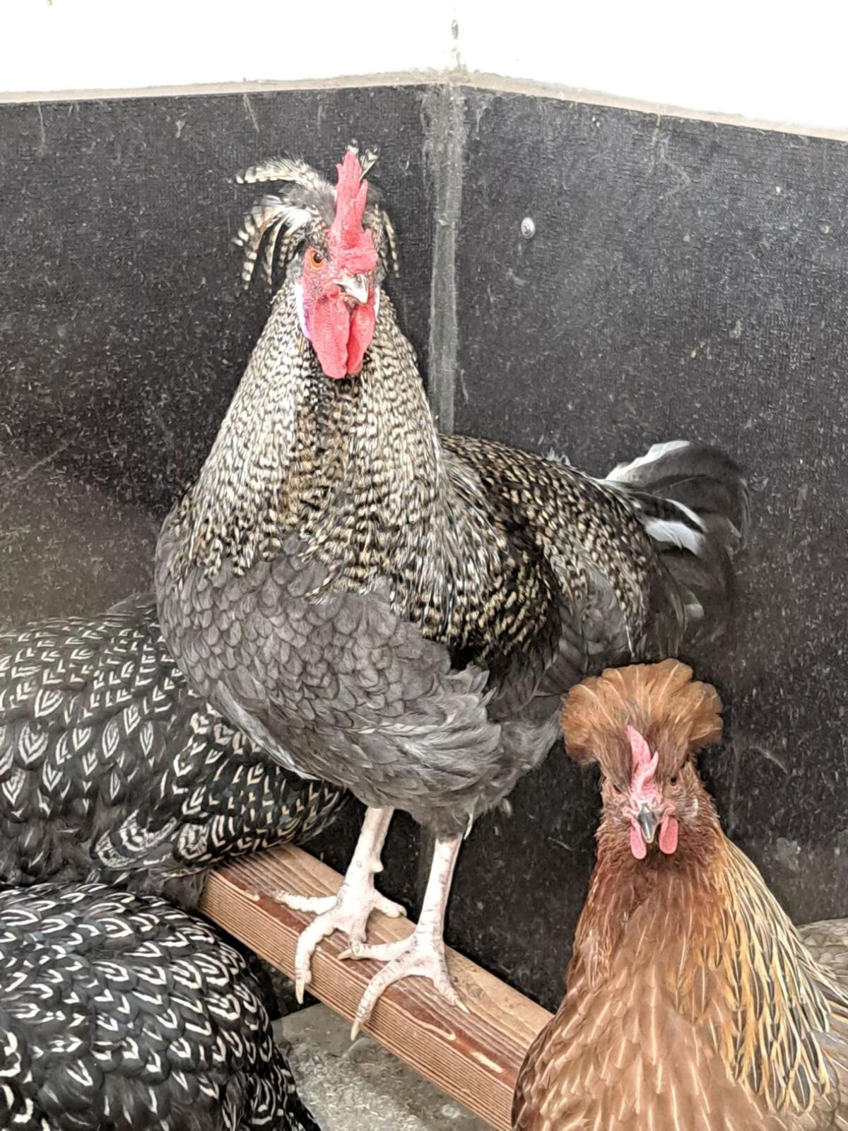 Altsteirer Junghähne 1