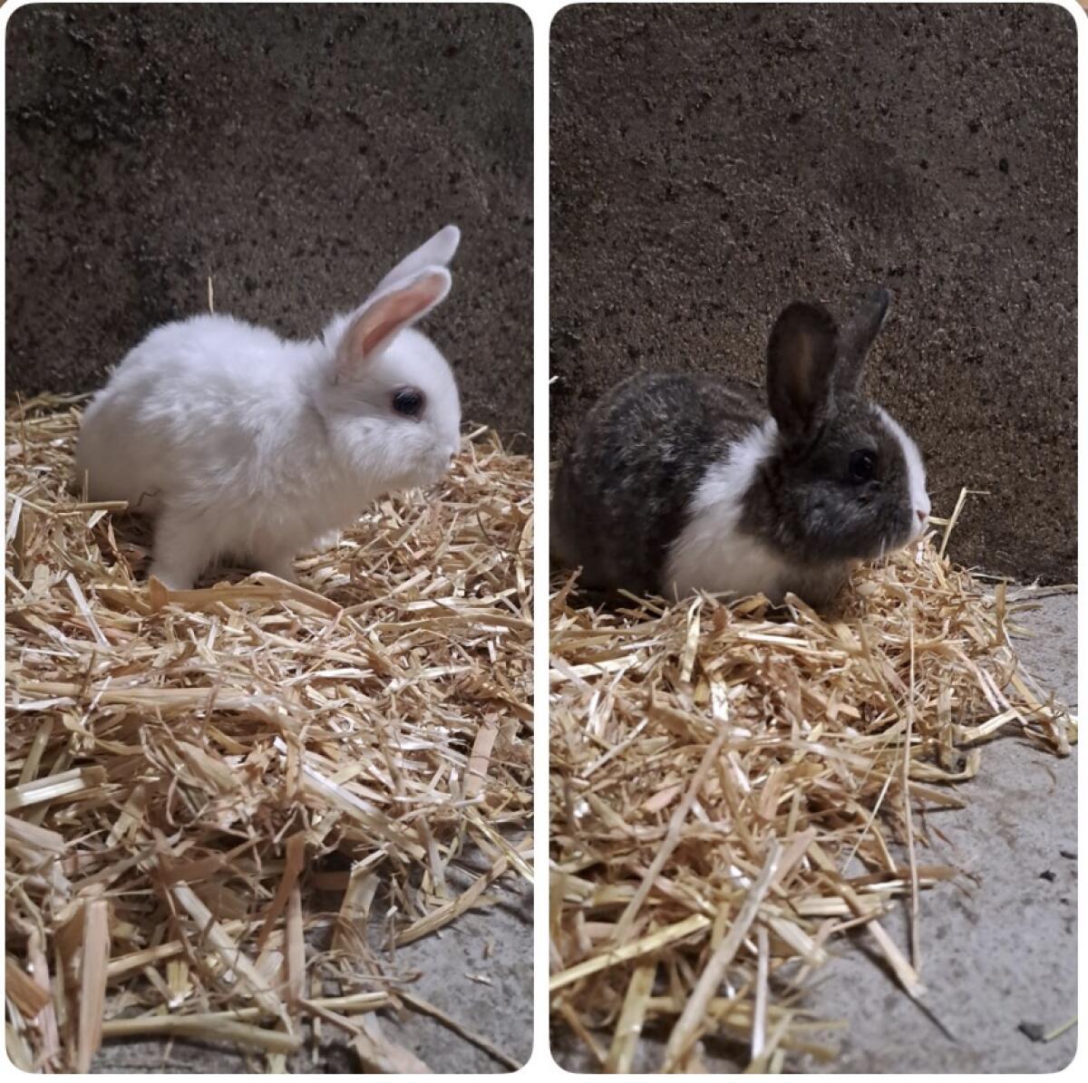 Zwergkaninchen abzugeben 1