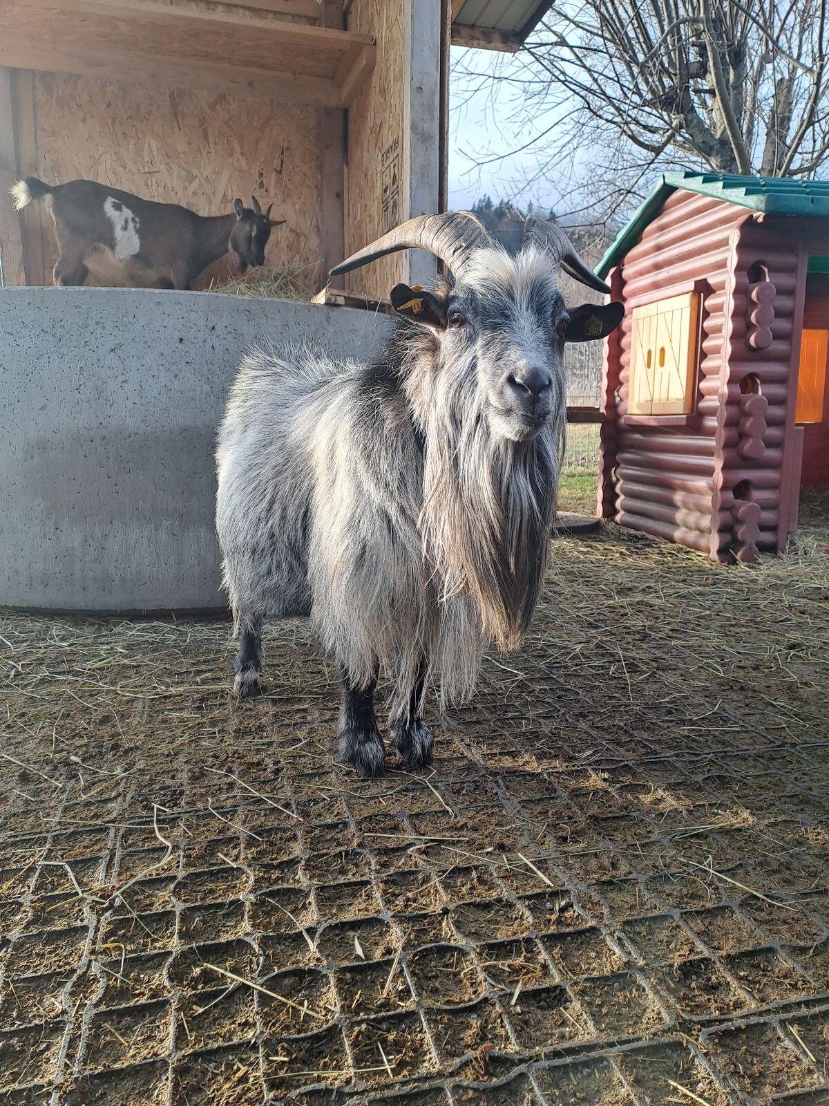 Schöner Zwergziegenbock 1