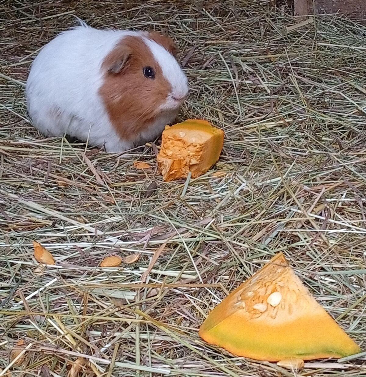 Meerschweinchen 2