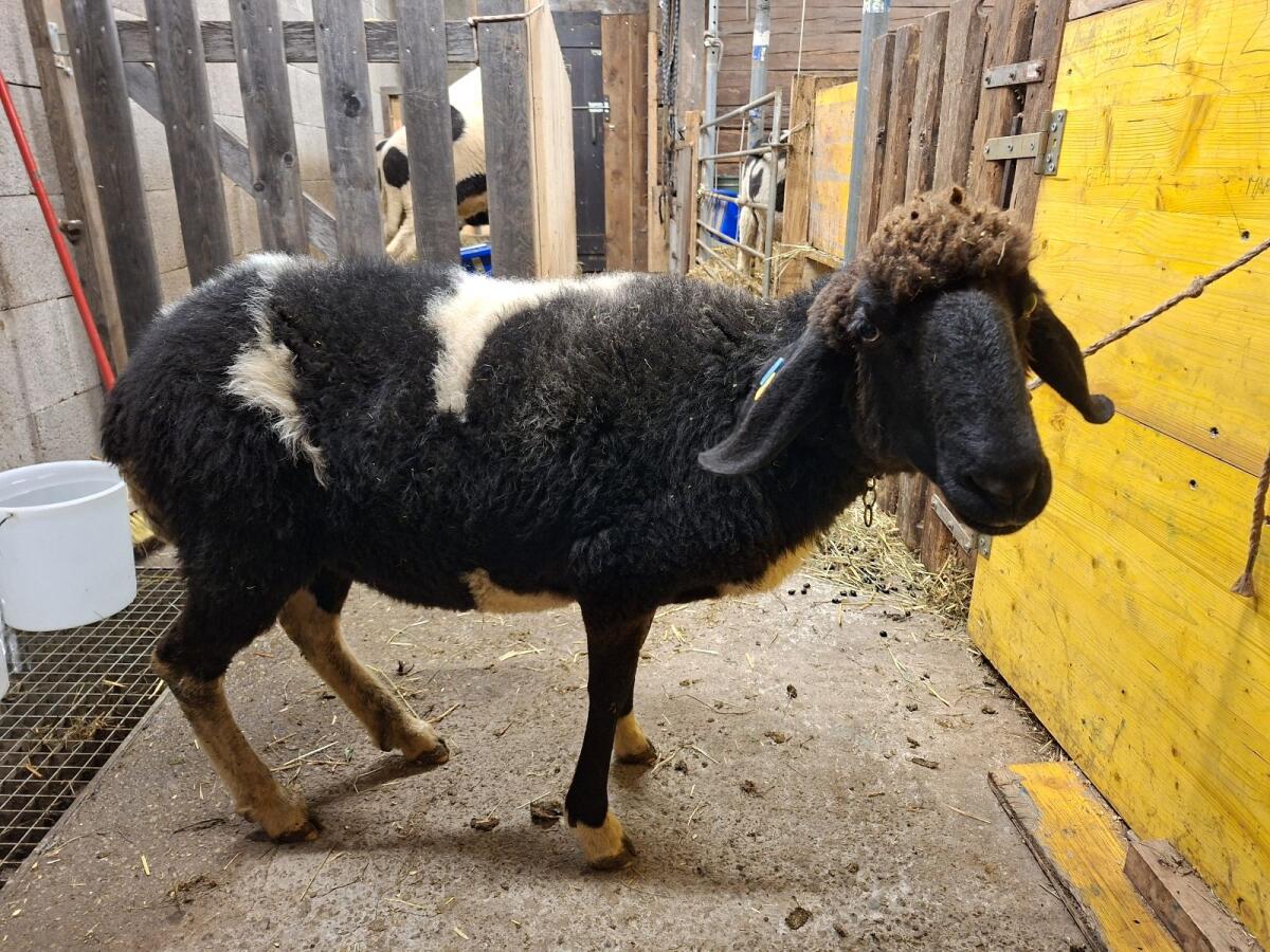 Kugeltscheck HB weiblich 3