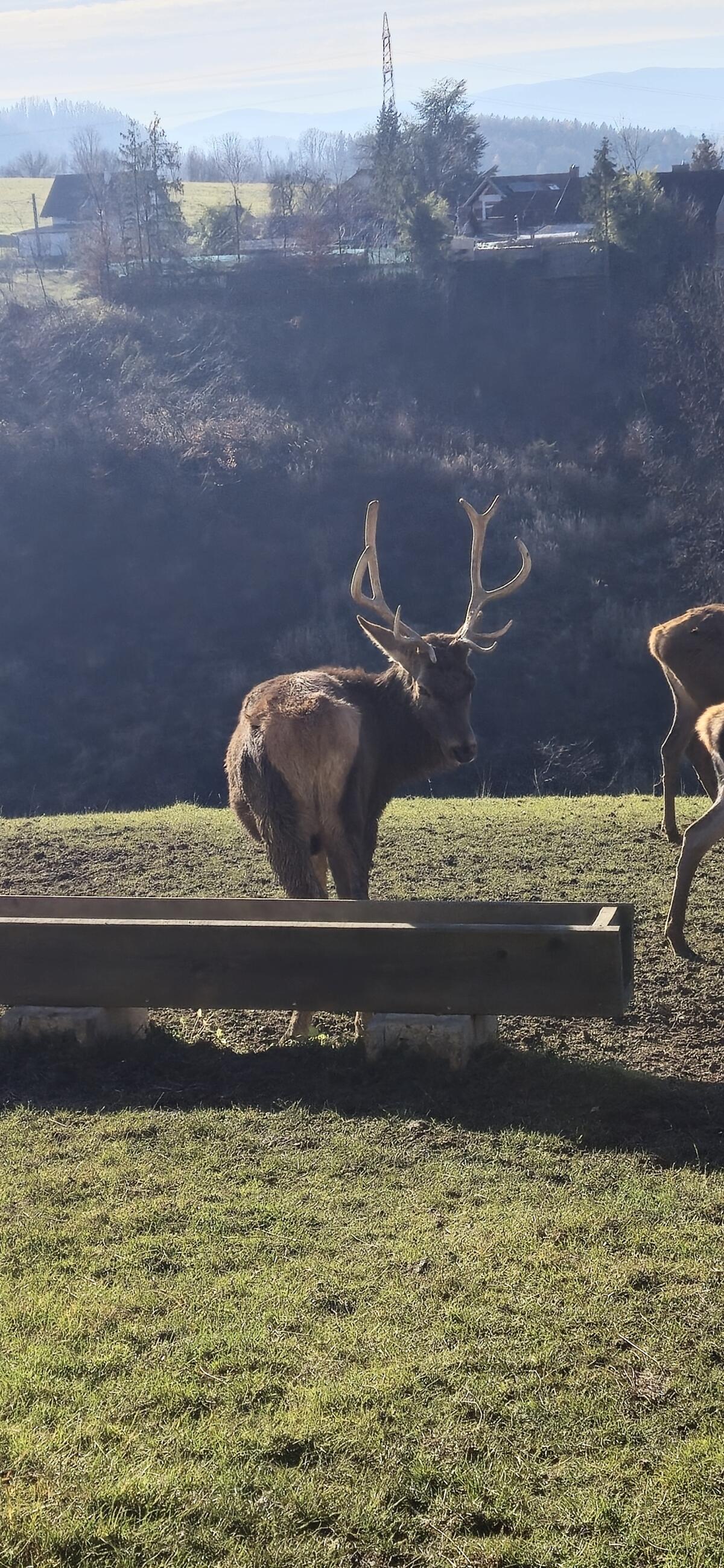Rothirsch 2. Kopf zu verkaufen 2