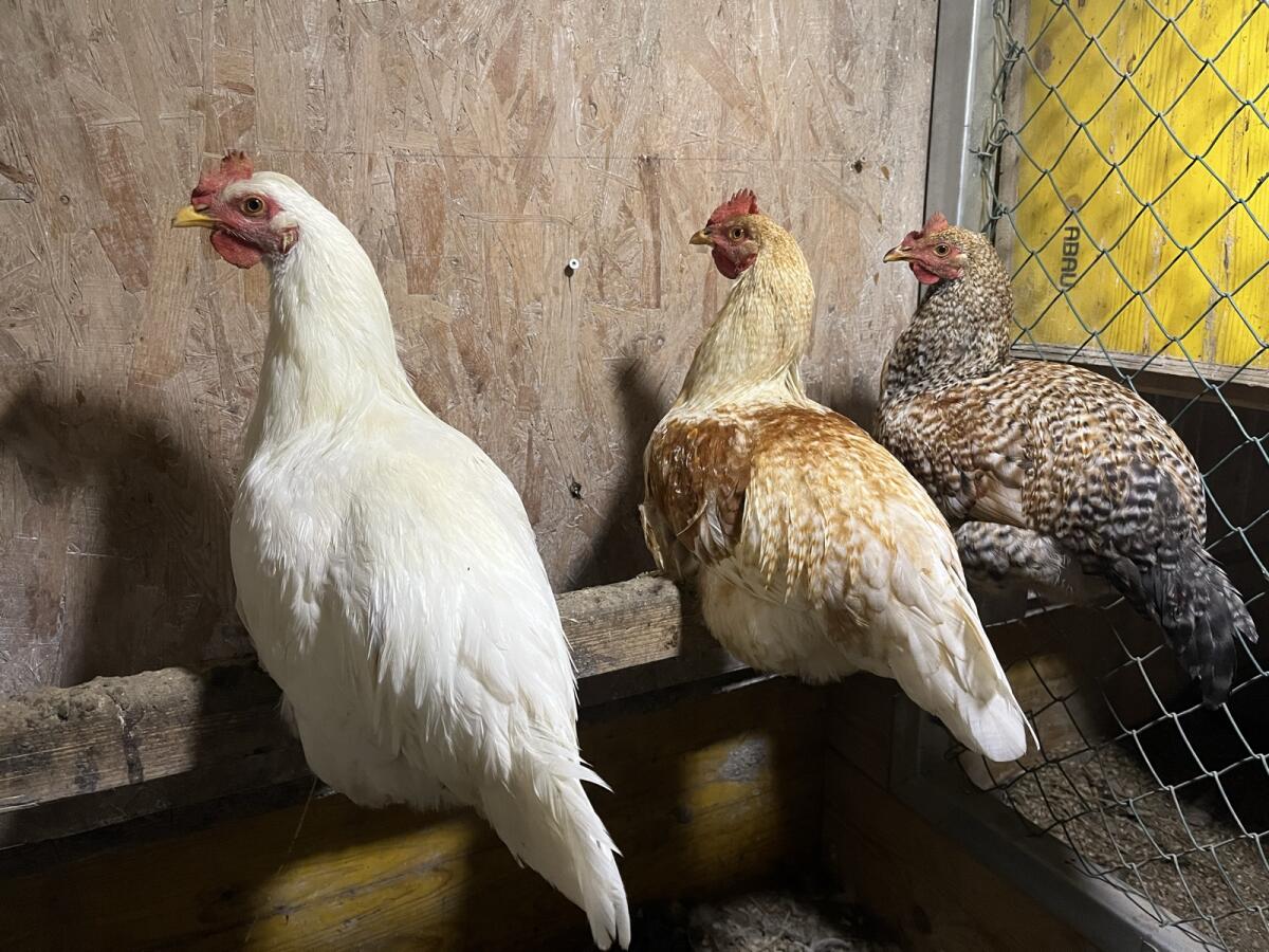 Verkaufe junge Hähne 2