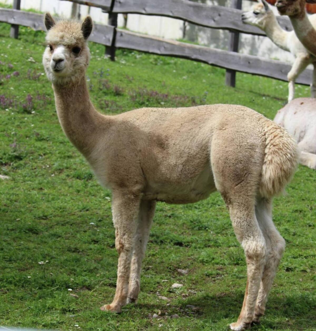 Alpaka Junghengst T Simba 3