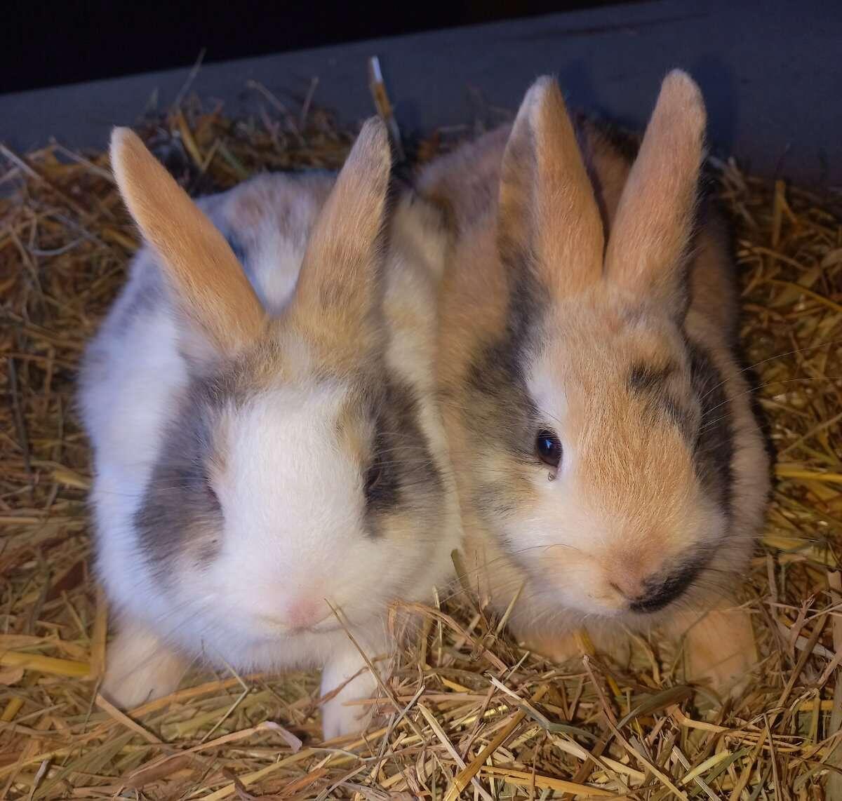 Zwergkaninchen Löwenkopf Teddykaninchen 2