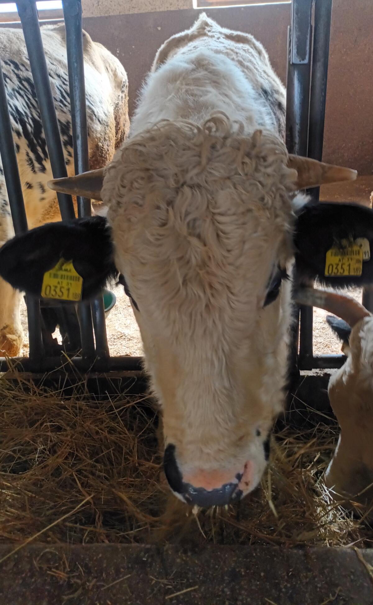 Pustertaler Sprinzen Jungstier, gekört 1
