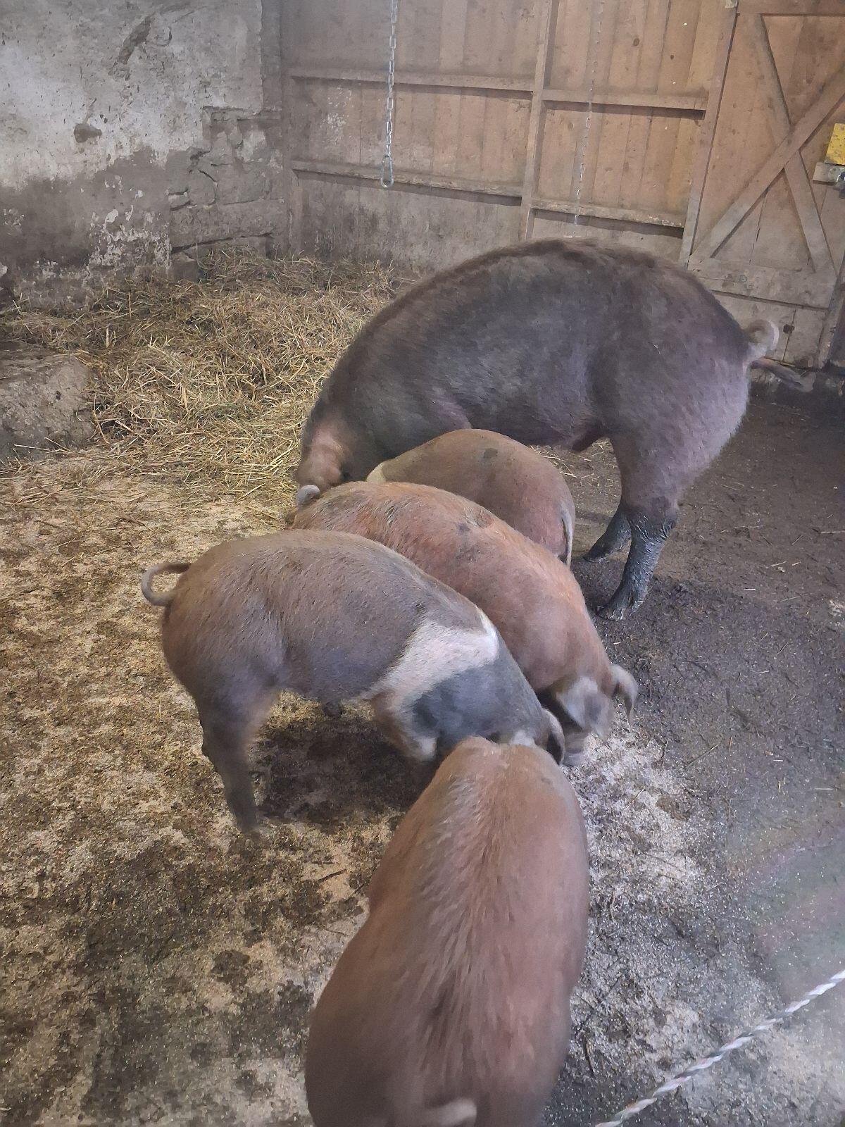 Duroc/Schwäbisch Hällisch Ferkel 3