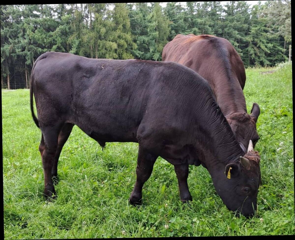 BIO 100 % Wagyu-Jungbulle 1