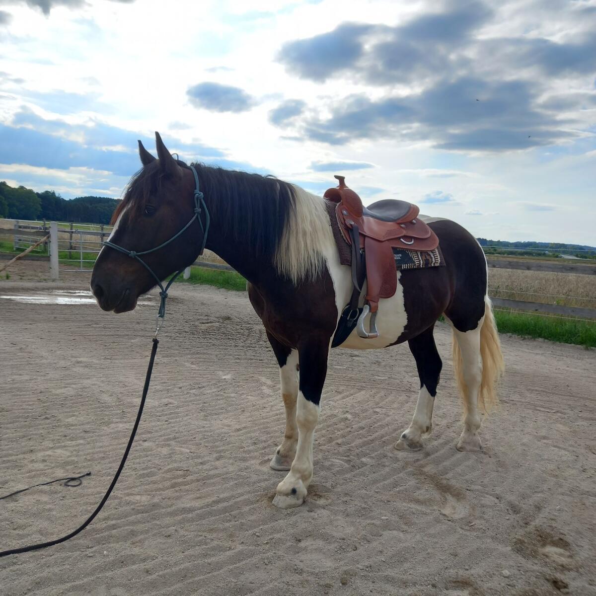 Verkaufe 3,5-jährigen Noriker Wallach 3