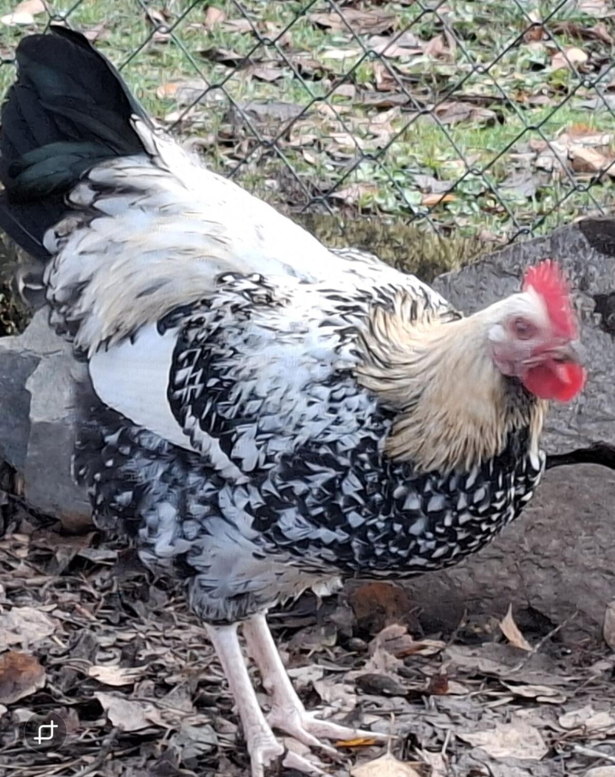 Wyandotten-Mix Junghahn 2