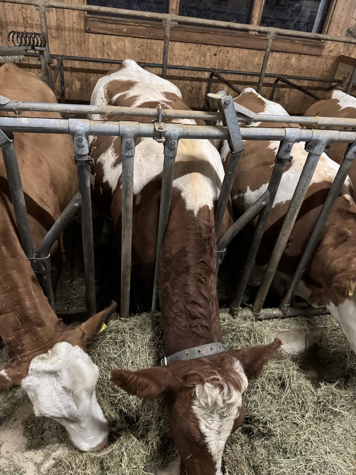 Trächtige Bio-Kalbinnen zu verkaufen 3