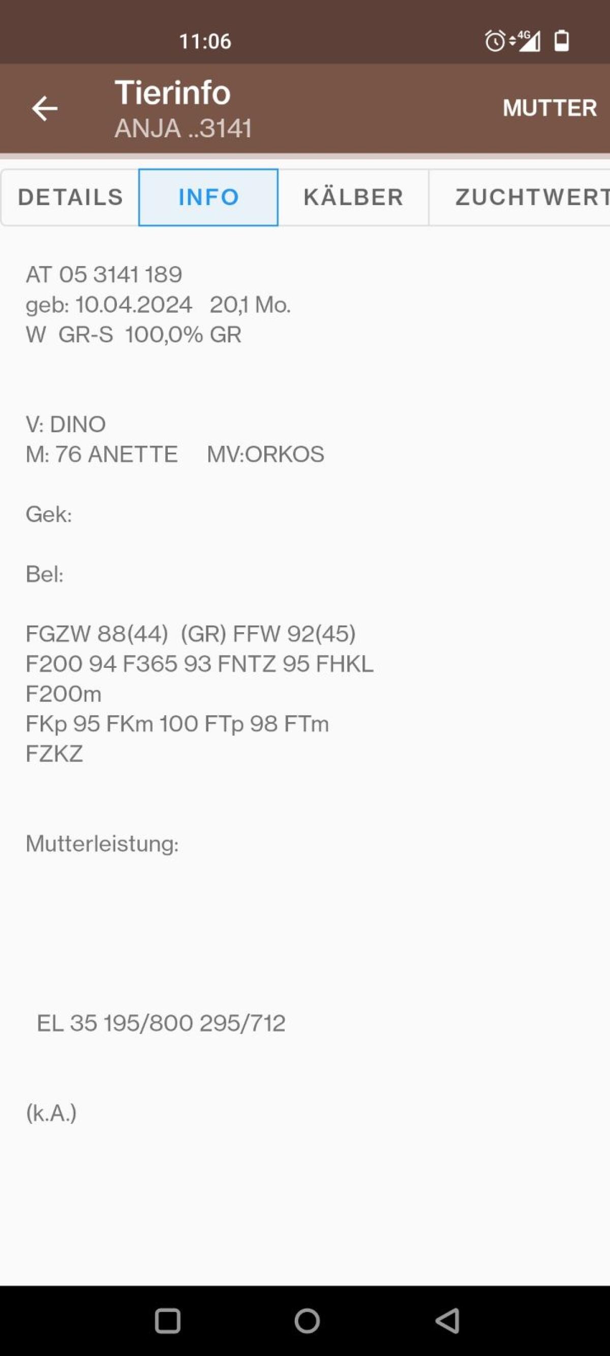 Tiroler Grauvieh Kalbinnen 2