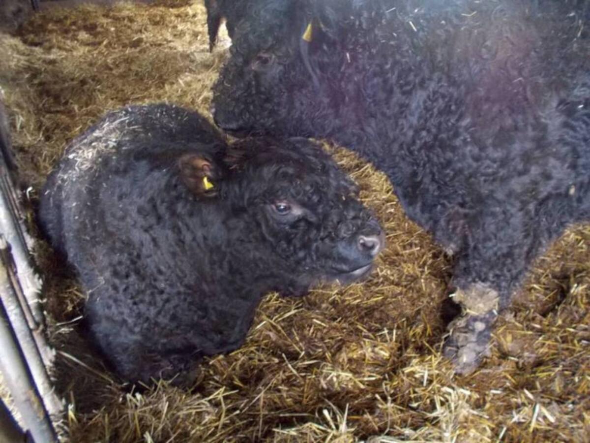 Bio-Galloway Stiere 2