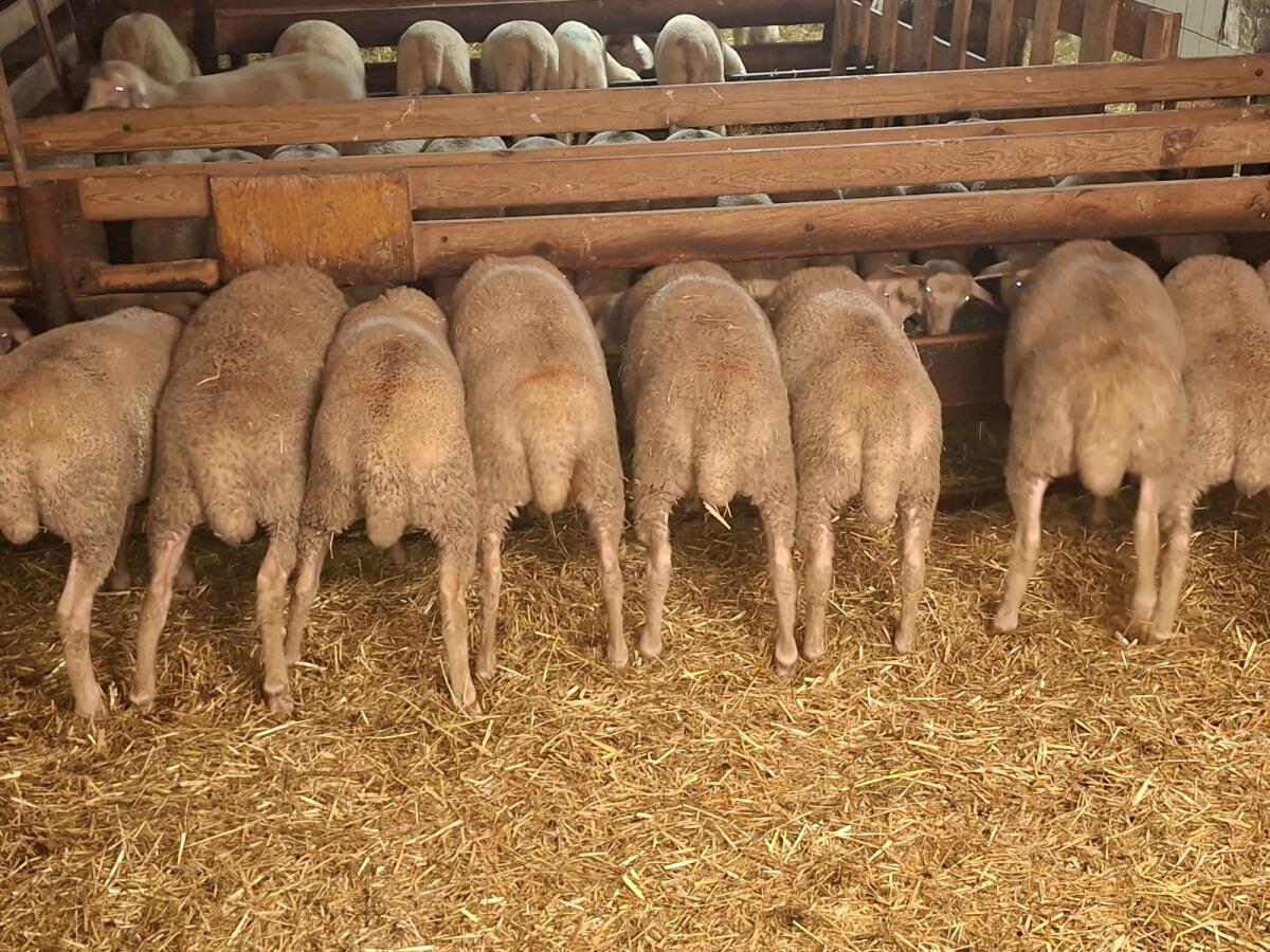 Merino Zuchtlämmer weiblich 1