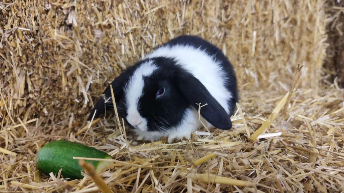 Schlapohr Zwerghasen 2