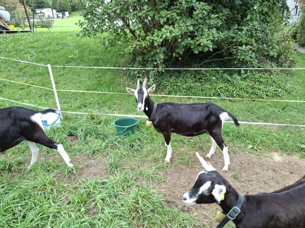 Bündner Strahlenziege 1
