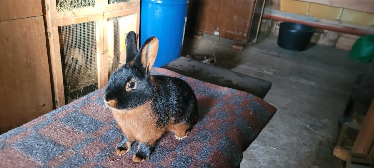 Reinrassige Lohkaninchen schwarz, perfekt für die Zucht 1