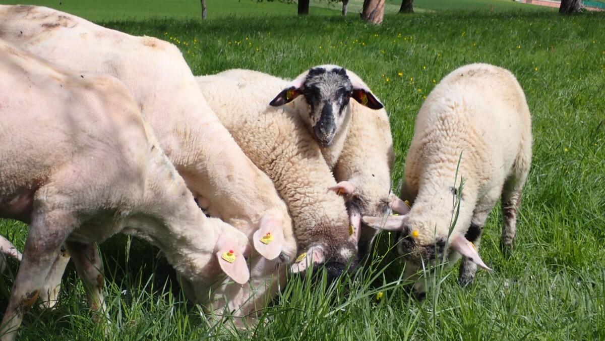 Mutterschafe Jura und Merino, Schwarzkopfwidder 2