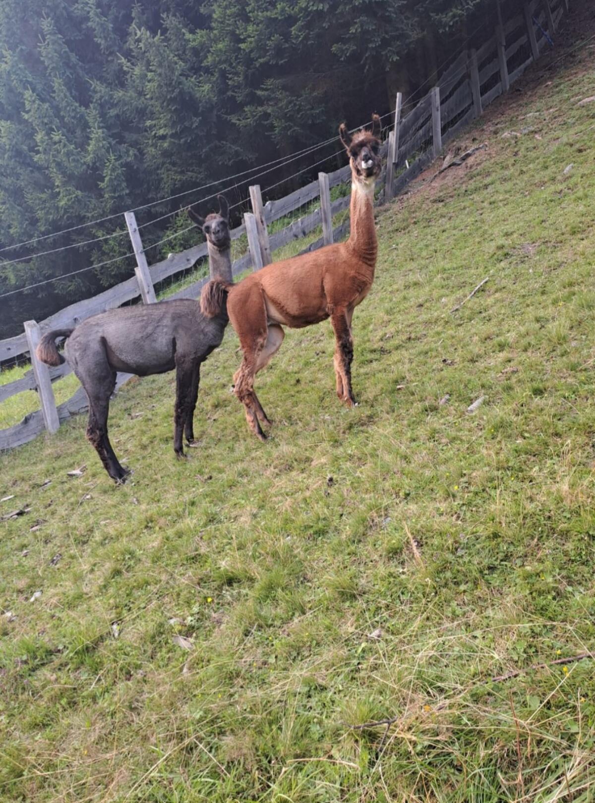 Lamahengste zu verkaufen 1