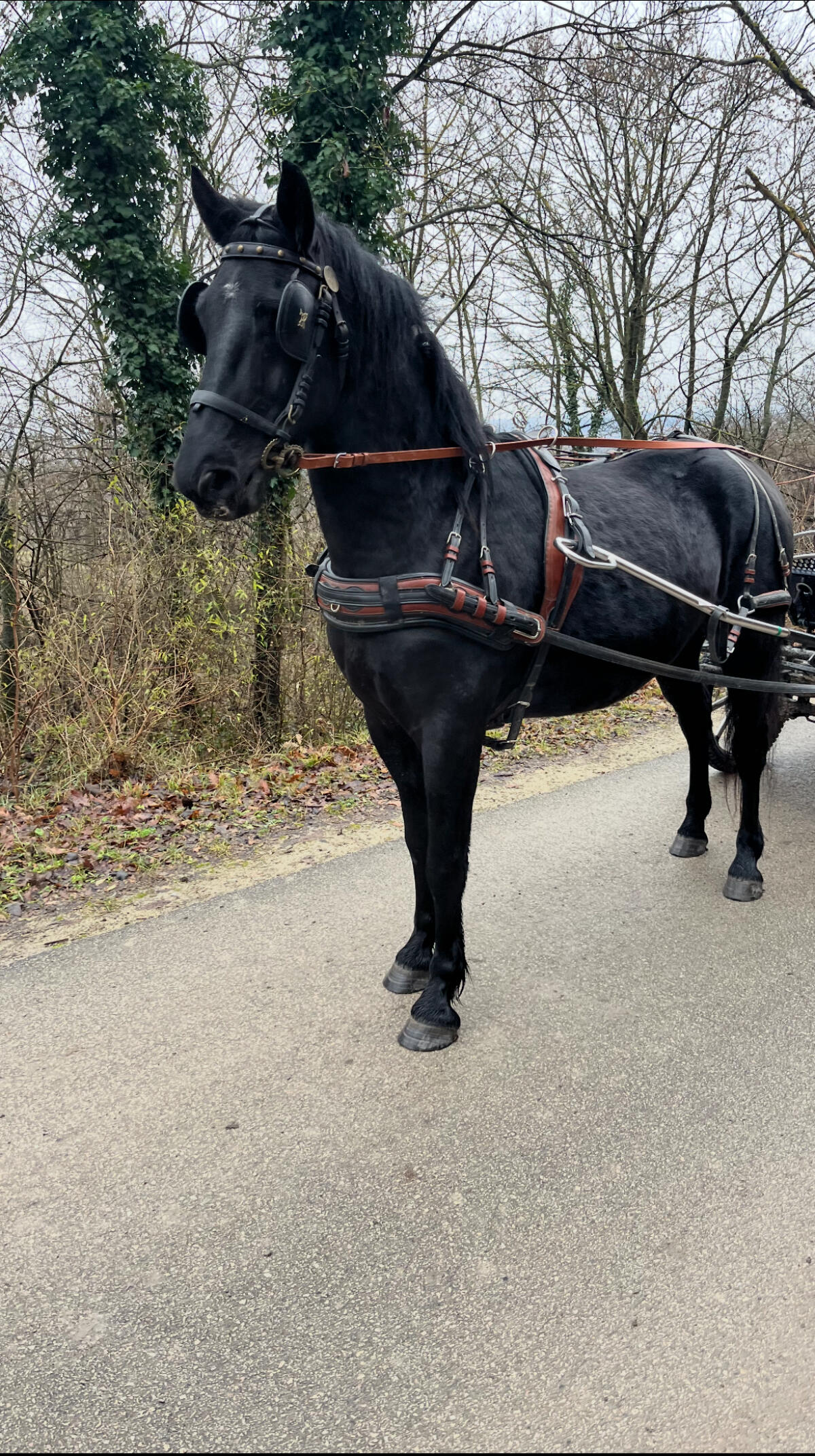 Friesen-Mix Wallach 1