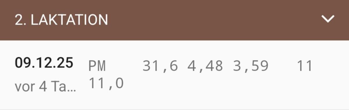 Fleckvieh Milchkuh 3