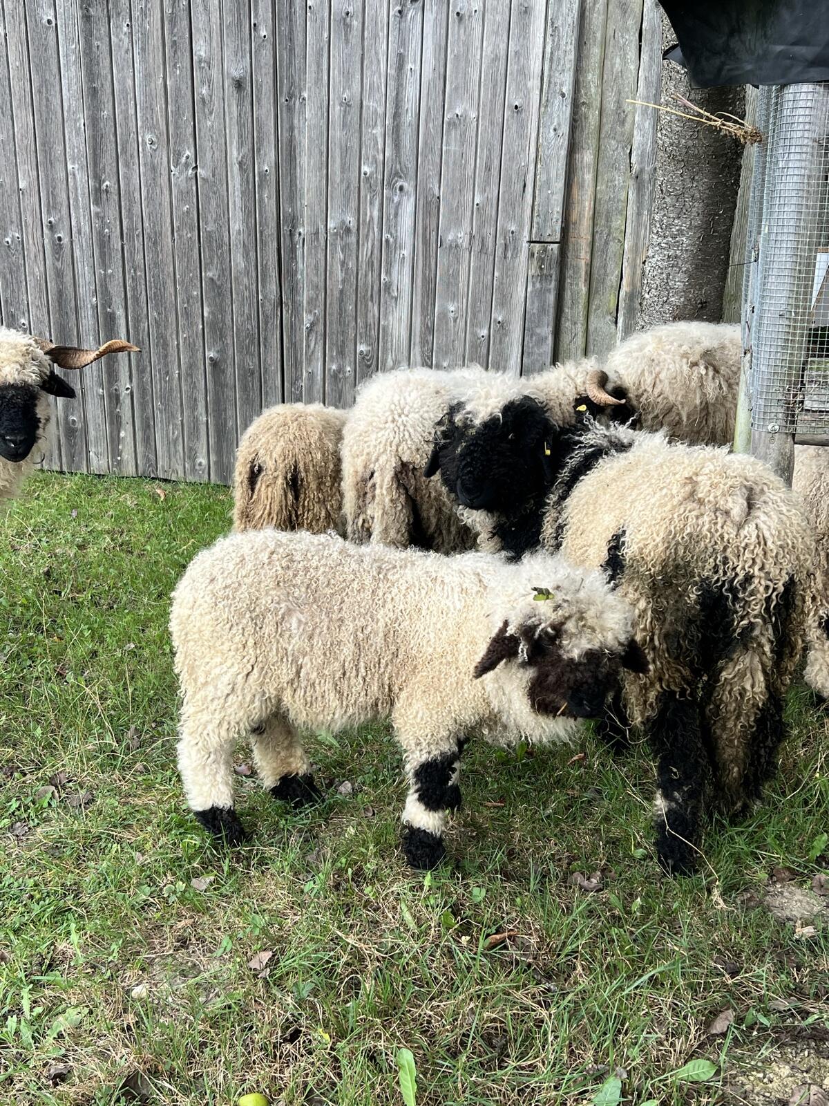 Walliser Schwarznasenschafe 2