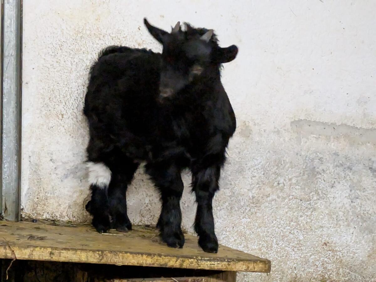 Mini Zwergziegenbock 2
