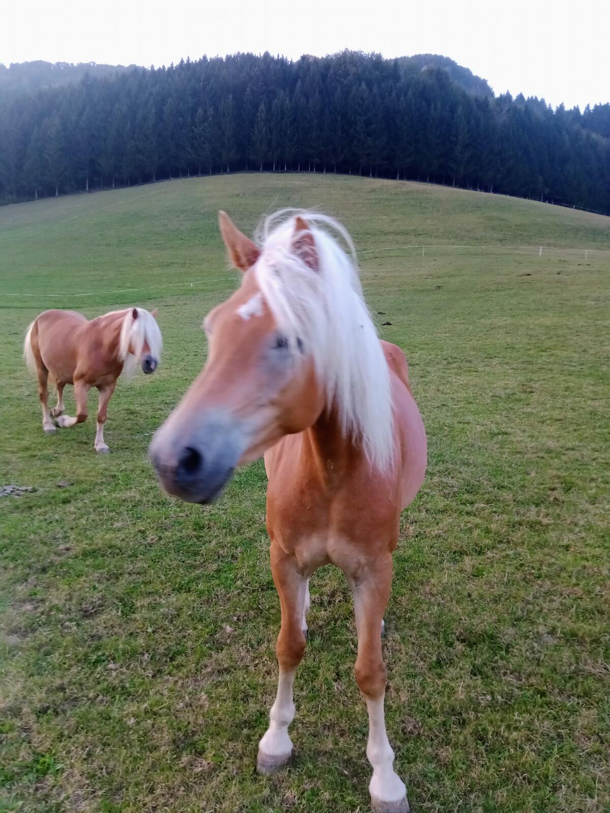 Haflinger Jungstute 1
