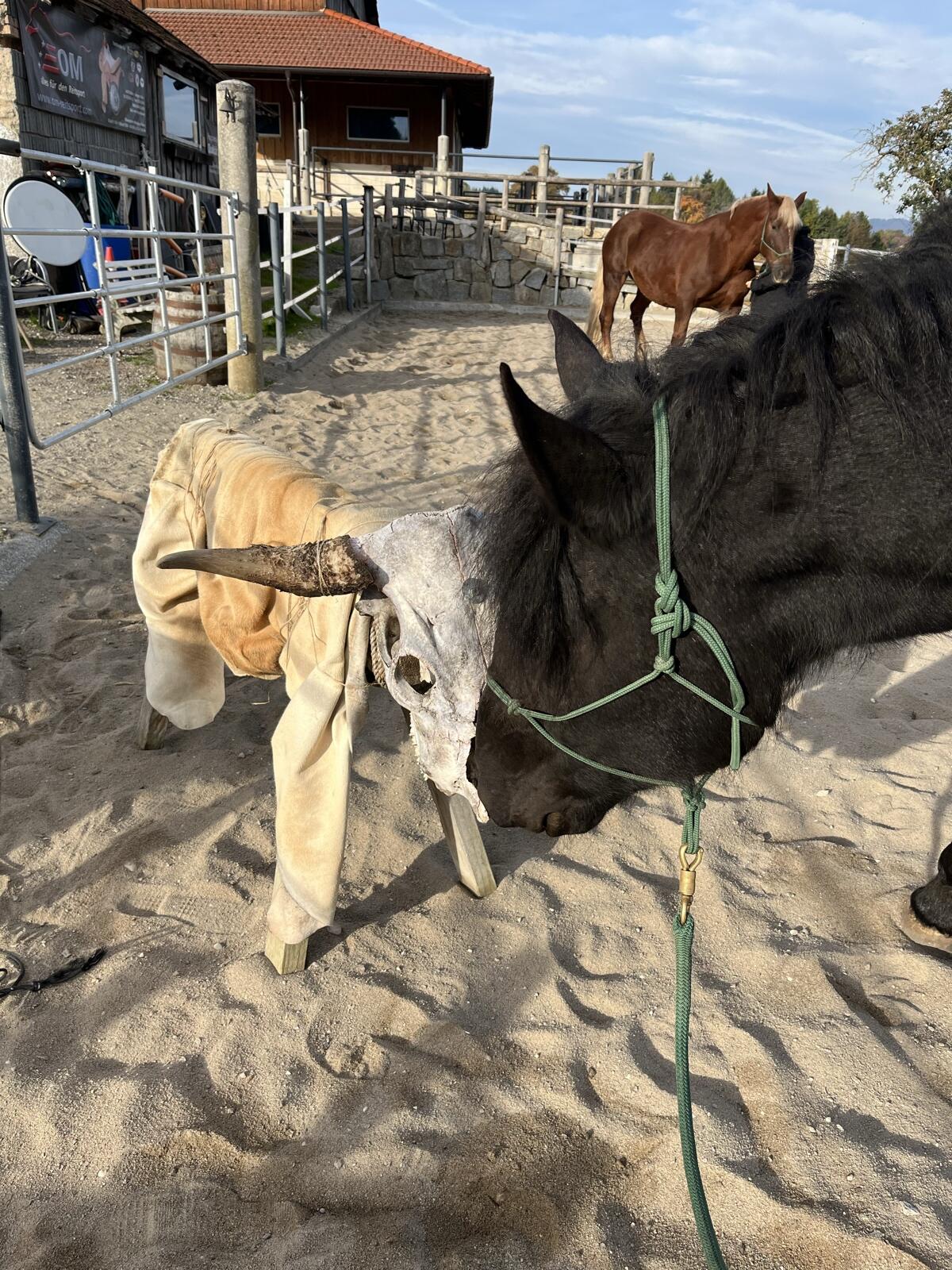 Noriker-Stute „Whoopy“ sucht neuen Besitzer 3