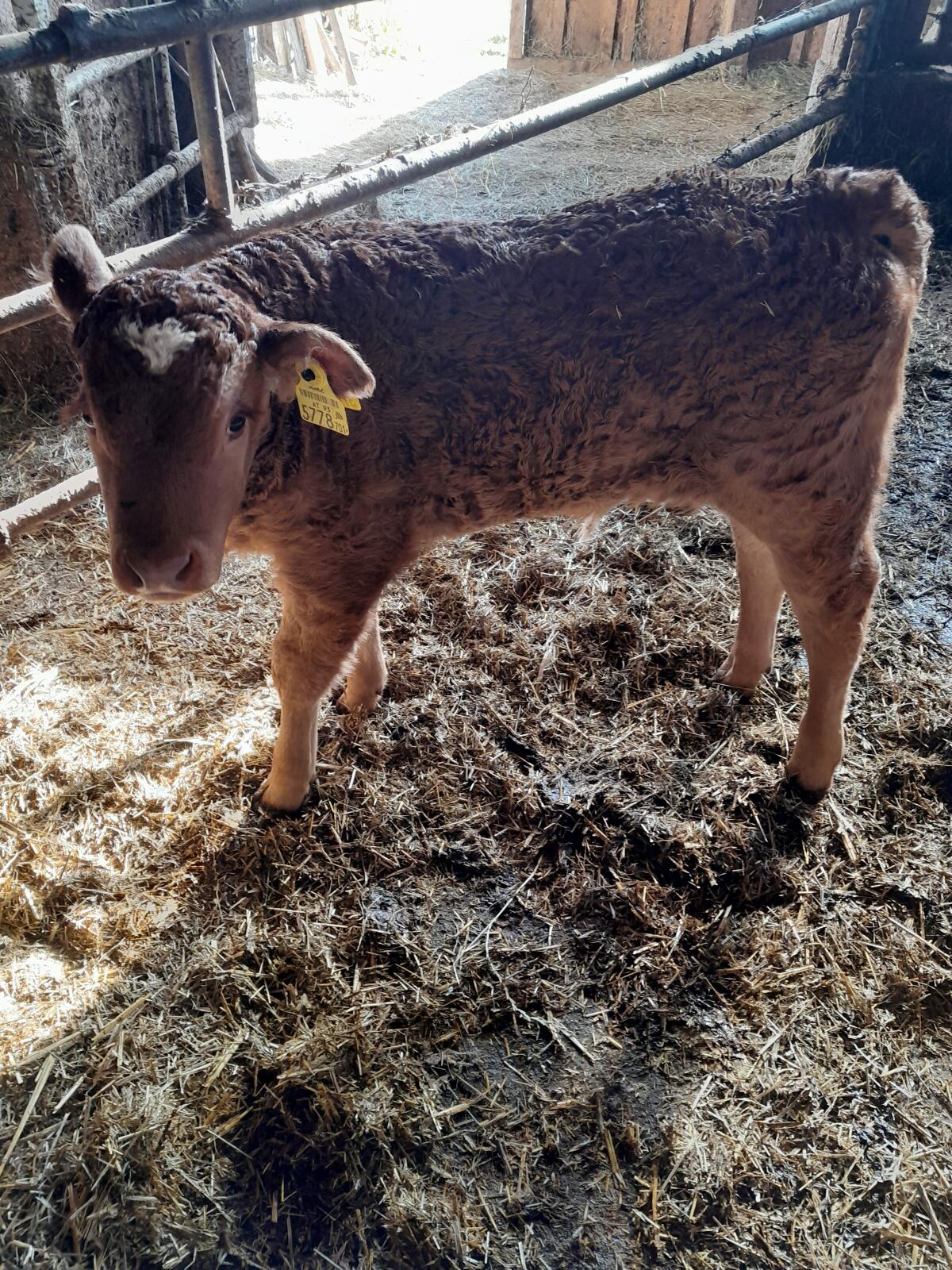 Verkaufe Stierkalb Limousin (3 Wochen alt) 1