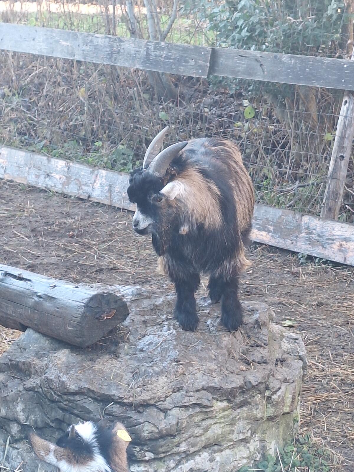 Verkaufe Zwergziegenbock 1