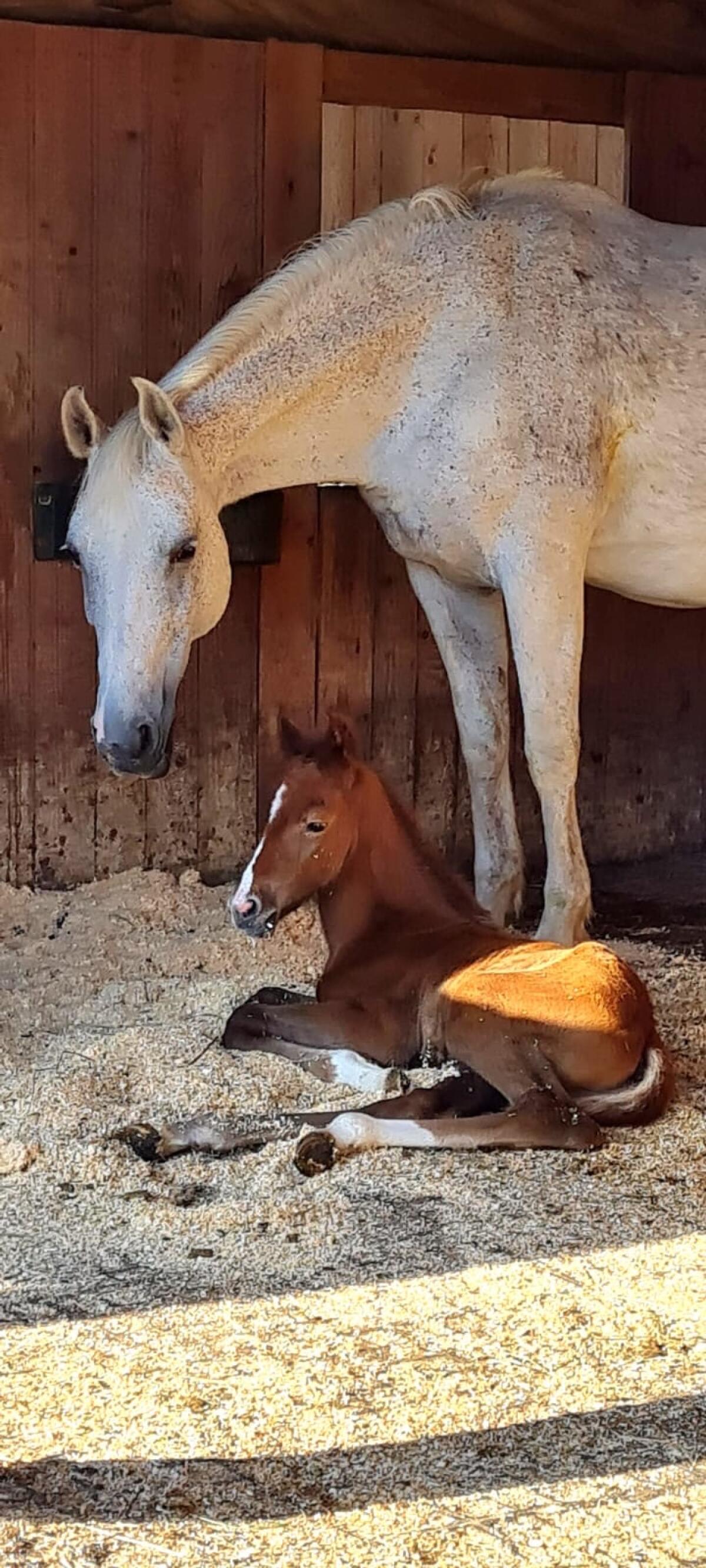Zuchtstute von Ramiros Bube x Literat PRH 2