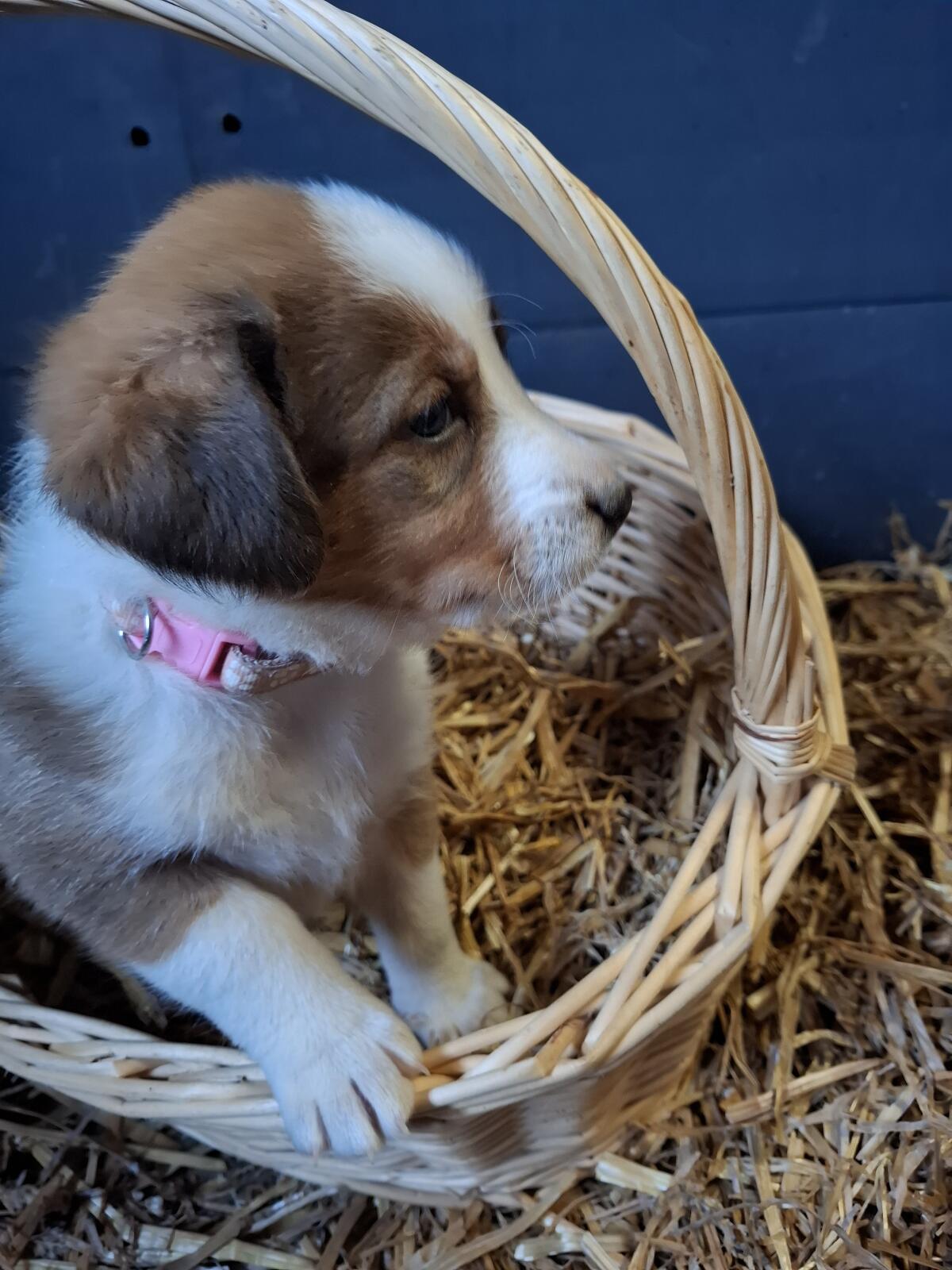 Appenzeller Mix Welpen 1