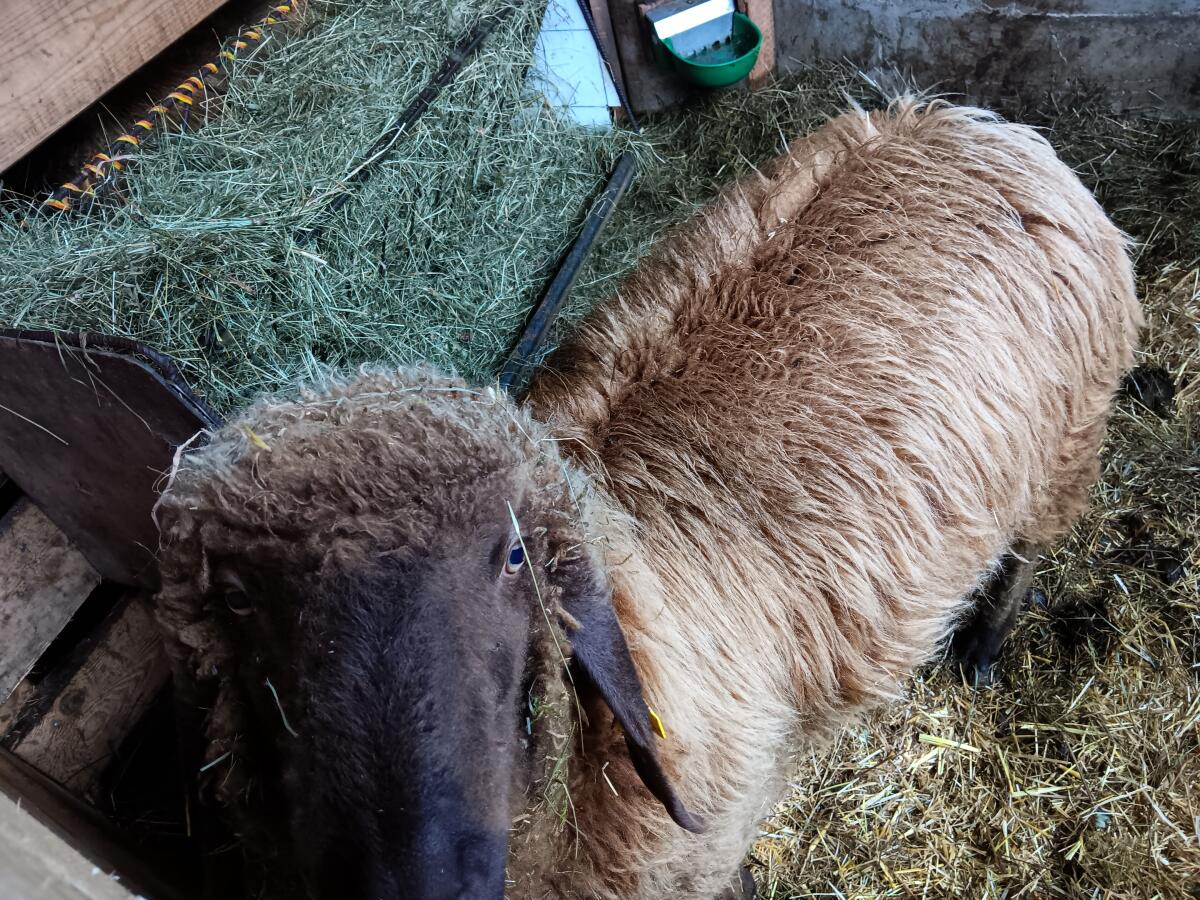 Bio Brauner Bergschafwidder 3